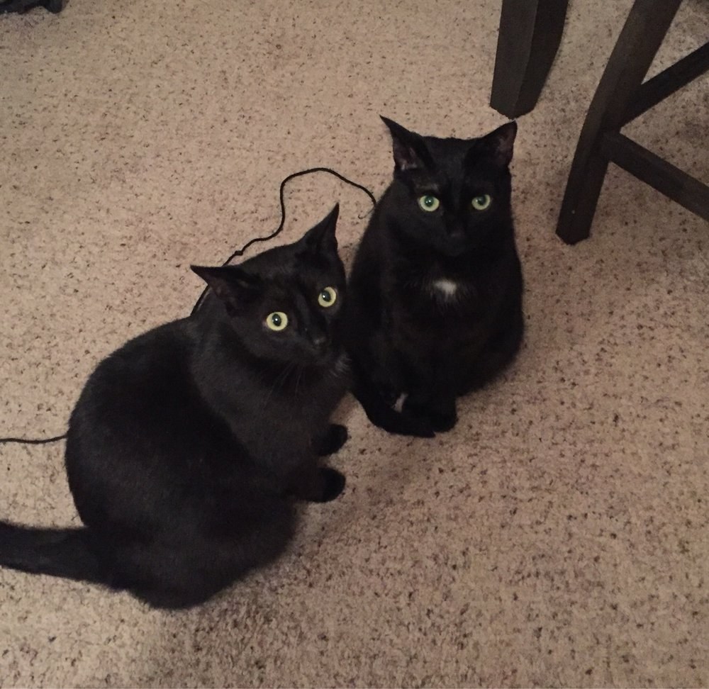Two bright-eyed black cats sitting together
