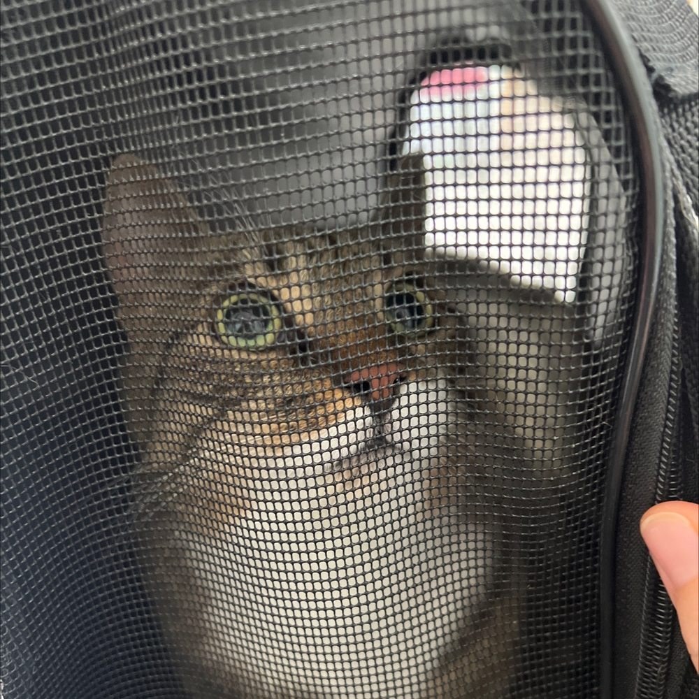 A cat looking out of a mesh carrier